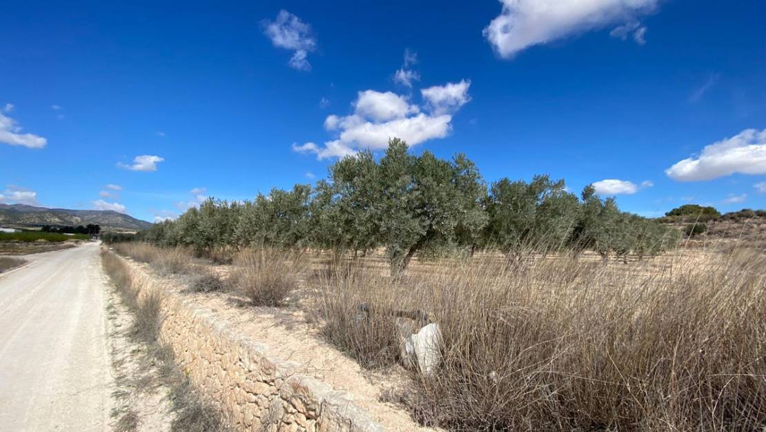 Sale - Land - Pinoso - Pinoso Centro