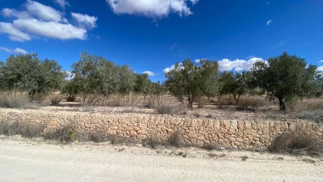 Sale - Land - Pinoso - Pinoso Centro