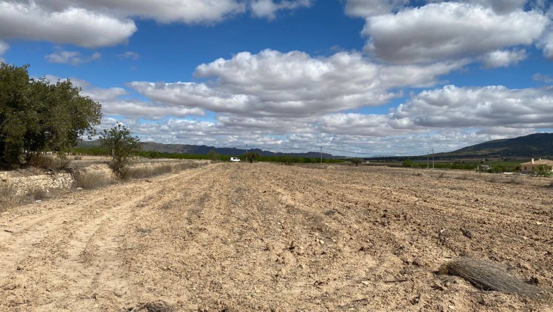 Sale - Land - Pinoso - Pinoso Centro