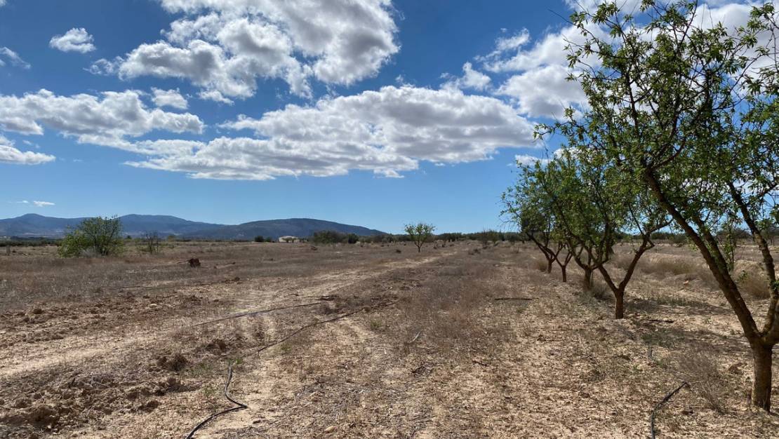 Sale - Land - Pinoso - Pinoso Centro