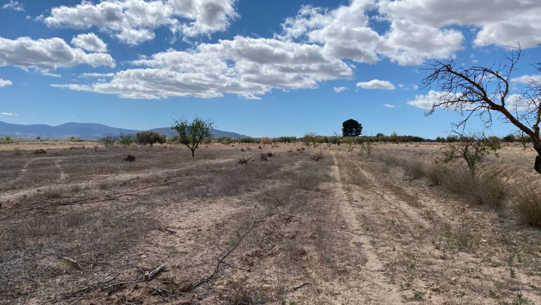 Sale - Land - Pinoso - Pinoso Centro