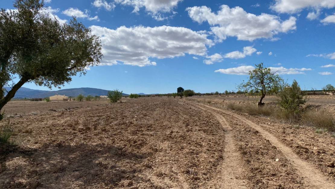 Sale - Land - Pinoso - Pinoso Centro