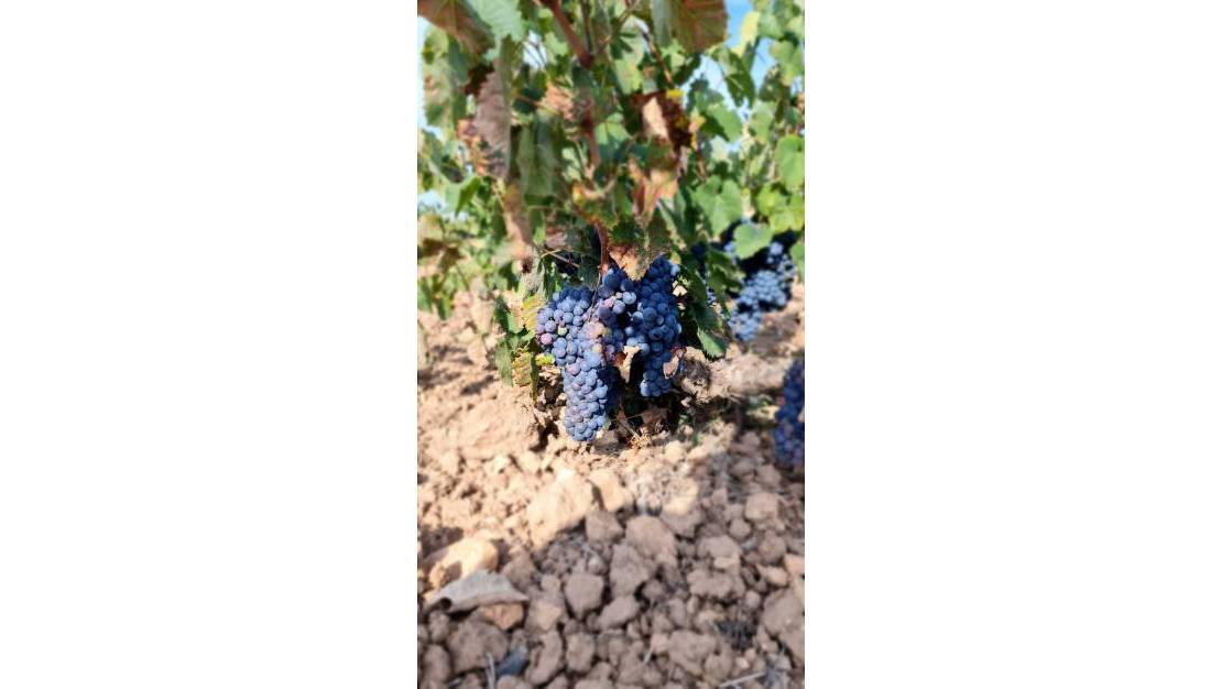 Sale - Land - Pinoso - Pinoso Centro