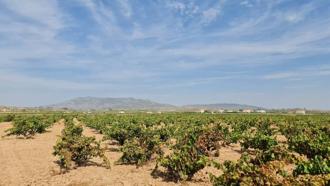 Sale - Land - Pinoso - Pinoso Centro