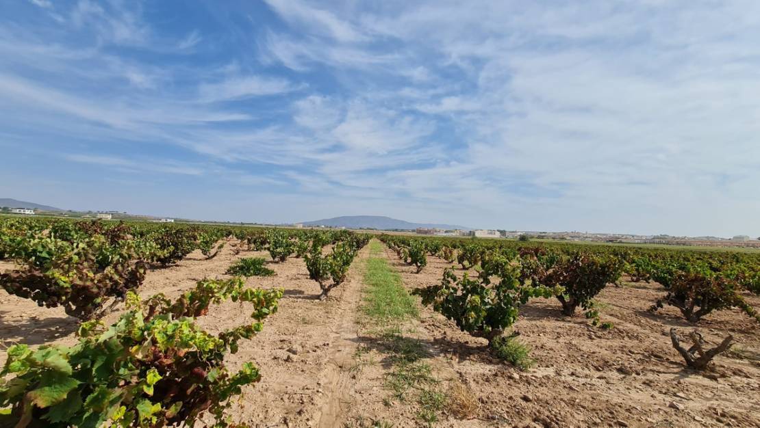 Sale - Land - Pinoso - Pinoso Centro