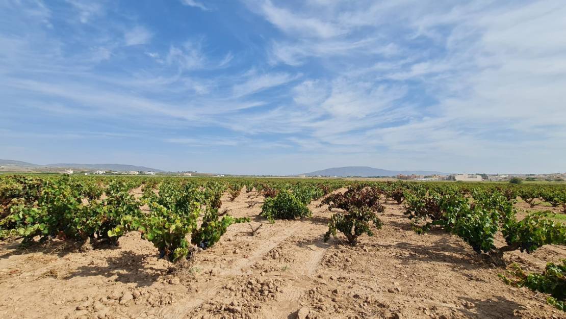 Sale - Land - Pinoso - Pinoso Centro