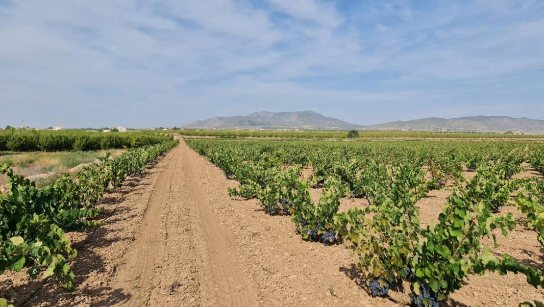 Sale - Land - Pinoso - Pinoso Centro