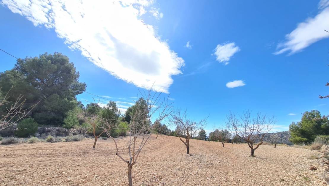 Sale - Land - Pinoso - Pinoso Centro