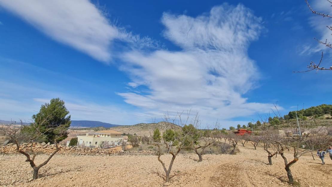 Sale - Land - Pinoso - Pinoso Centro