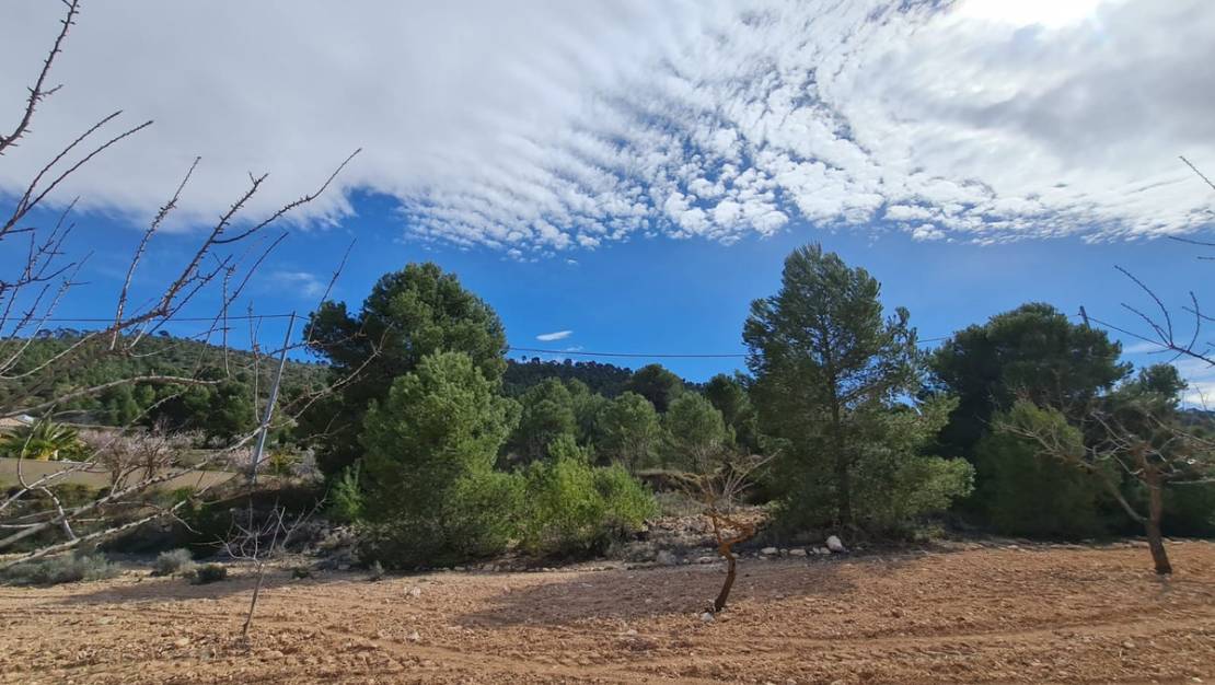 Sale - Land - Pinoso - Pinoso Centro