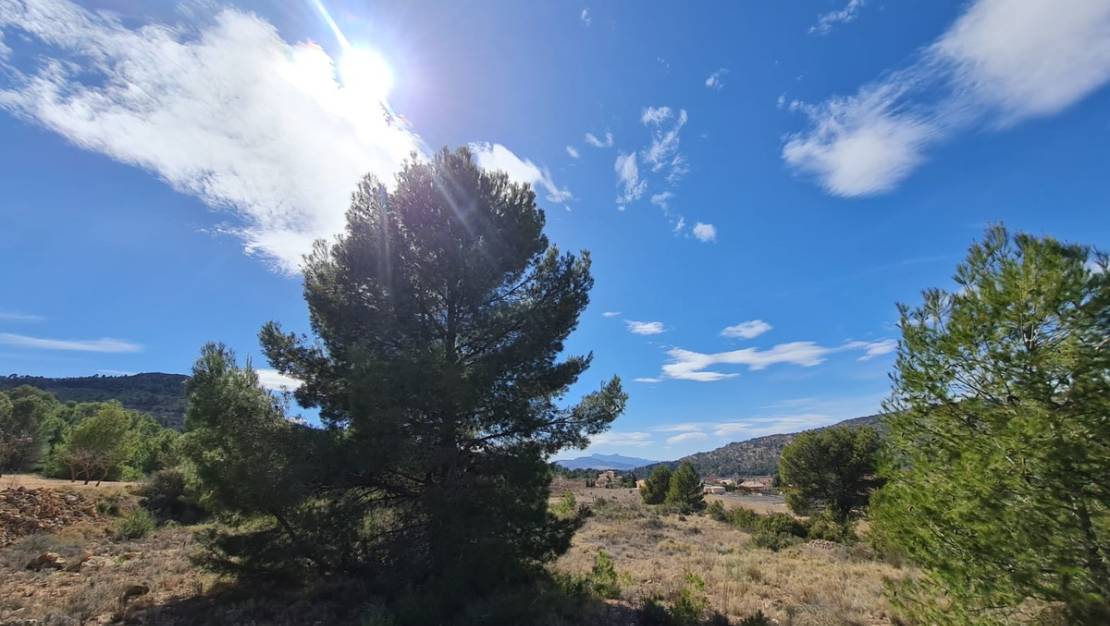 Sale - Land - Pinoso - Pinoso Centro