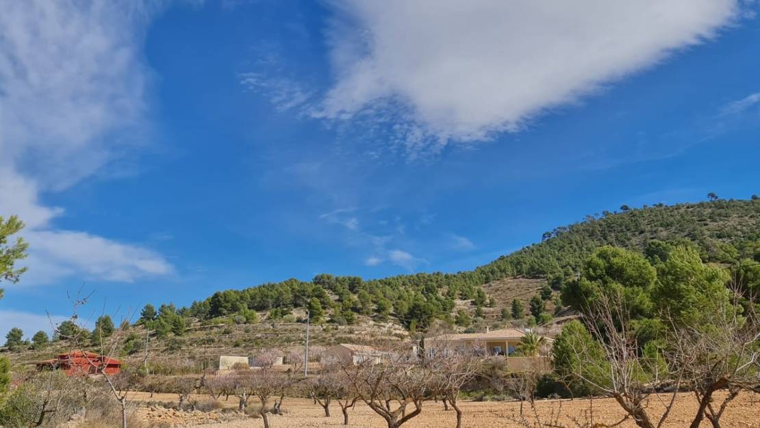 Sale - Land - Pinoso - Pinoso Centro