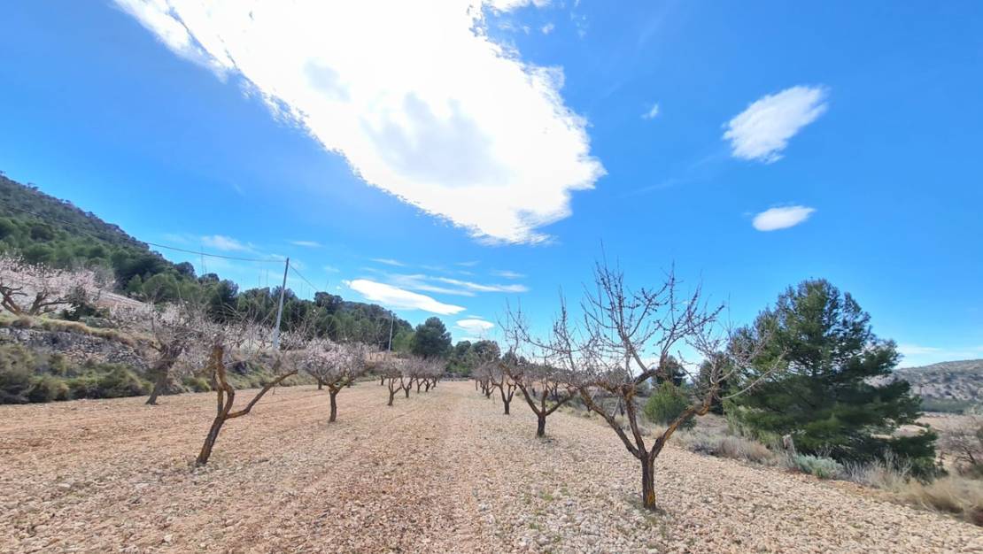 Sale - Land - Pinoso - Pinoso Centro