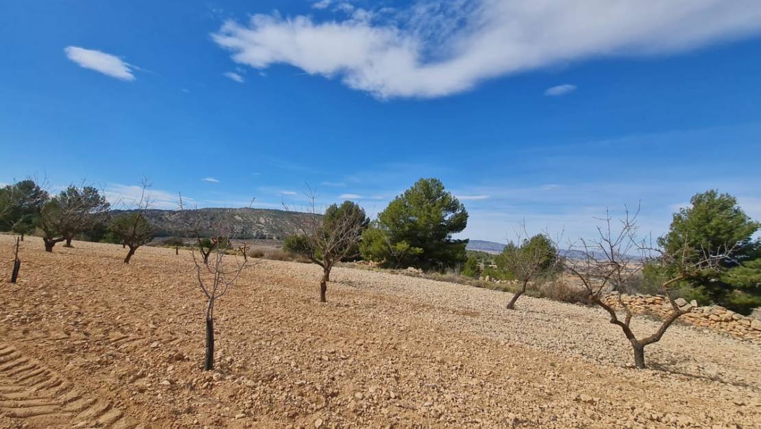 Sale - Land - Pinoso - Pinoso Centro