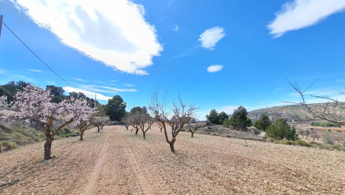 Sale - Land - Pinoso - Pinoso Centro