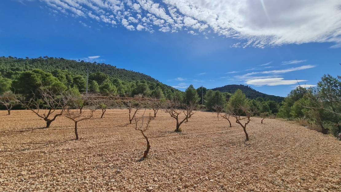 Sale - Land - Pinoso - Pinoso Centro