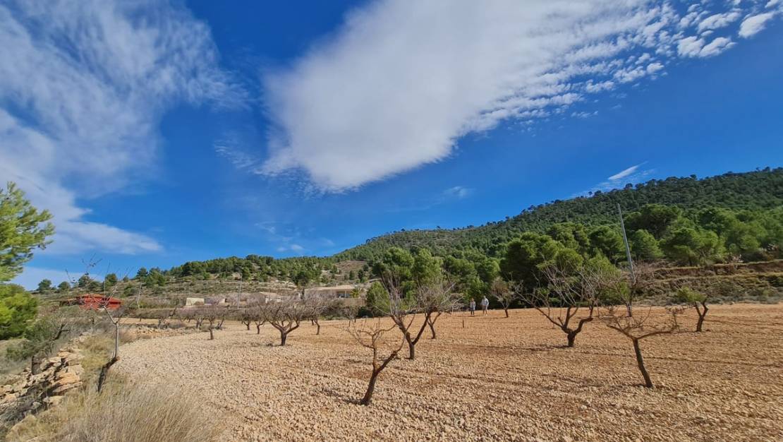 Sale - Land - Pinoso - Pinoso Centro