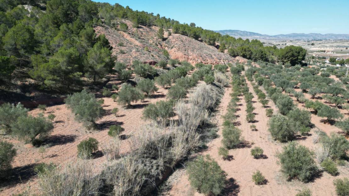 Sale - Land - Pinoso - Pinoso Centro