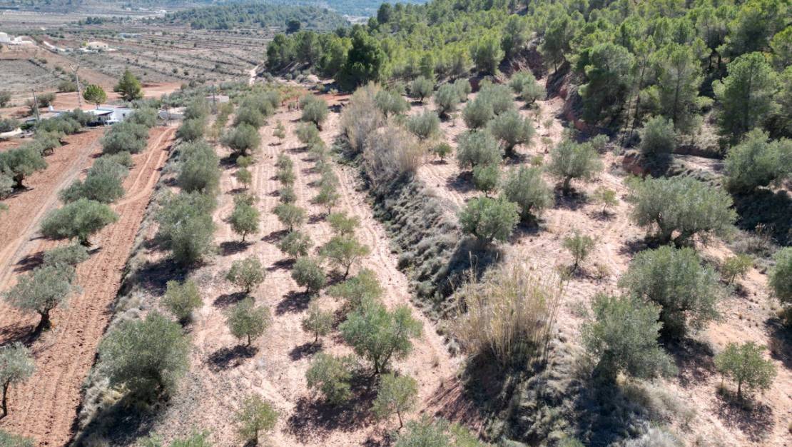 Sale - Land - Pinoso - Pinoso Centro