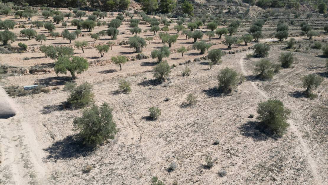 Sale - Land - Pinoso - Pinoso Centro