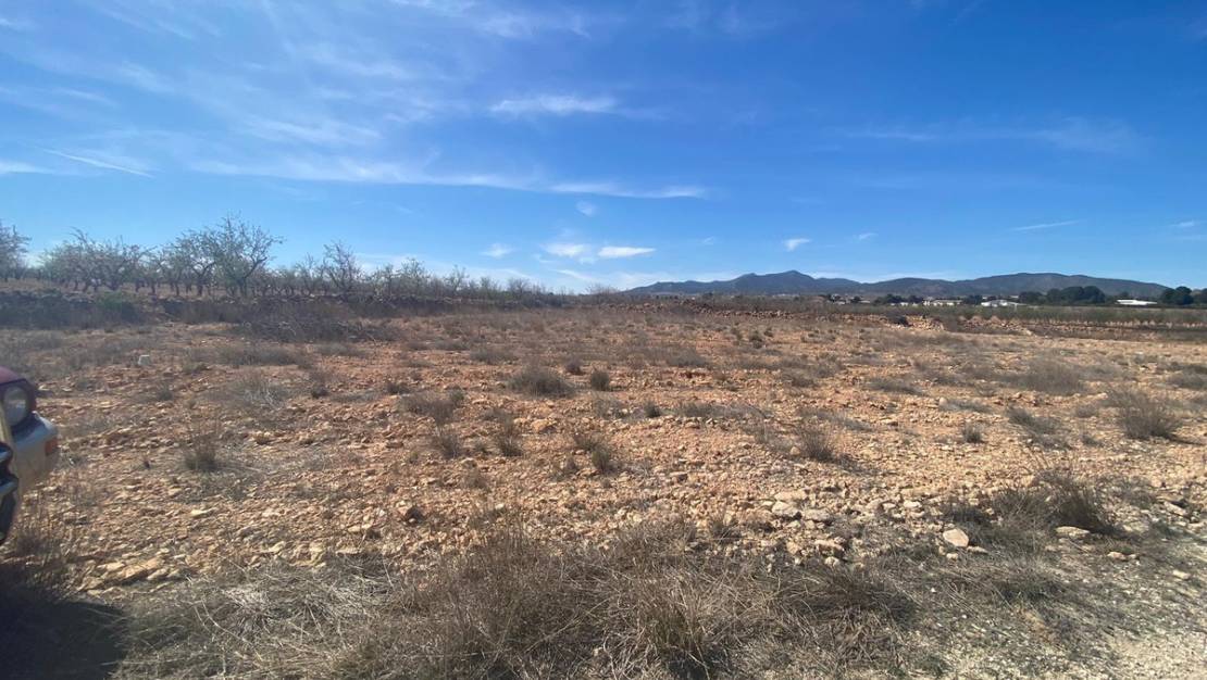 Sale - Land - Pinoso - Pinoso Centro