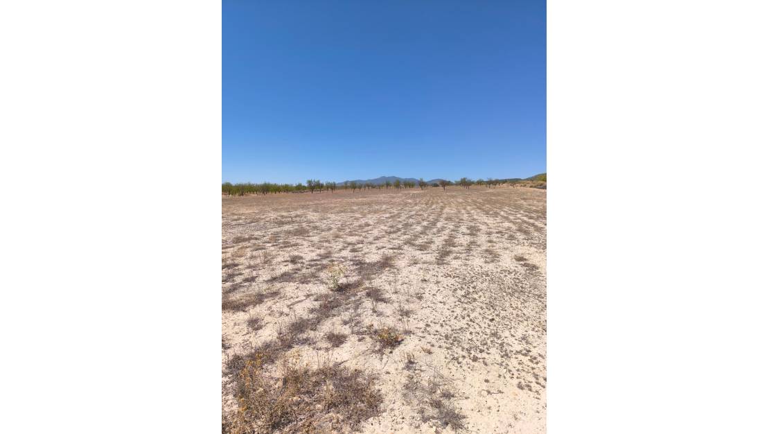 Sale - Land - Pinoso - Pinoso Centro