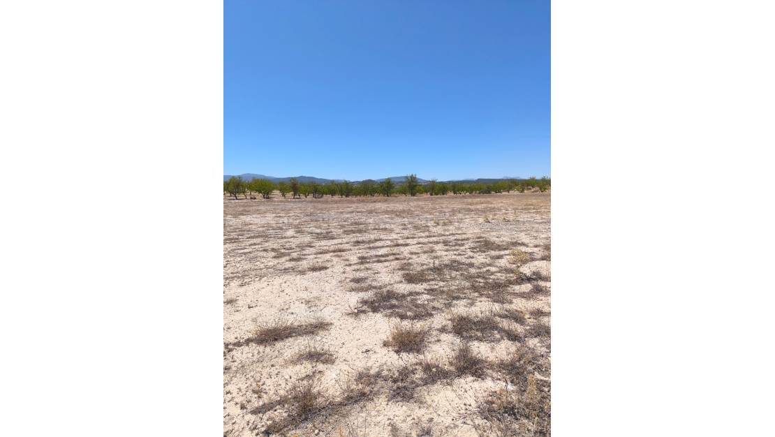 Sale - Land - Pinoso - Pinoso Centro