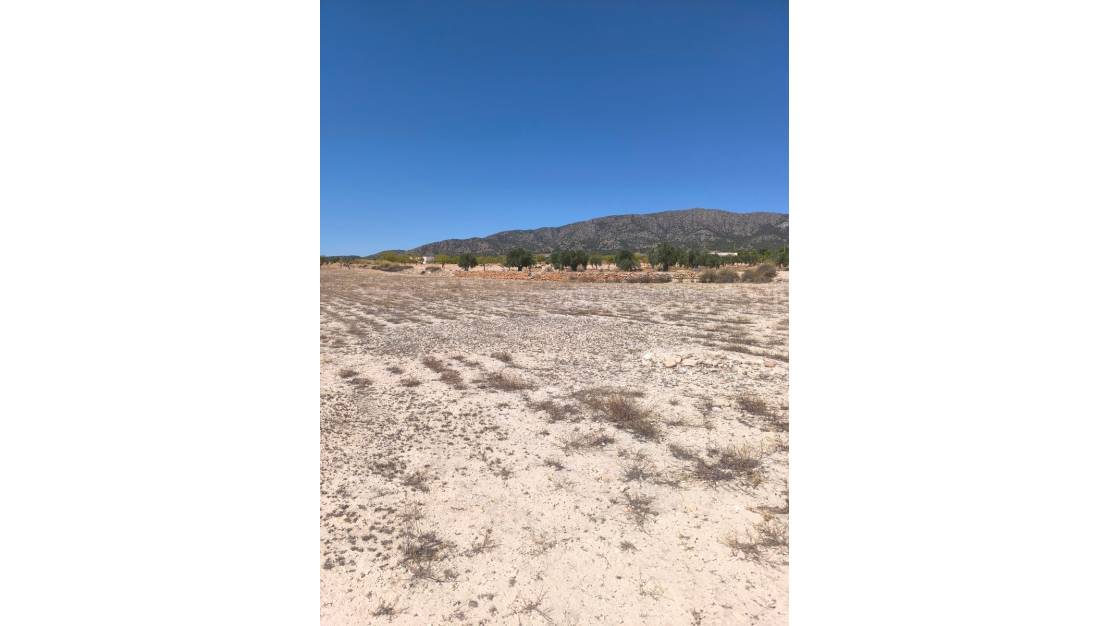 Sale - Land - Pinoso - Pinoso Centro