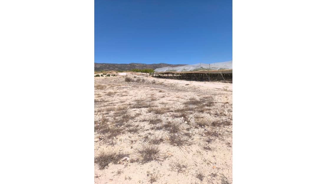 Sale - Land - Pinoso - Pinoso Centro