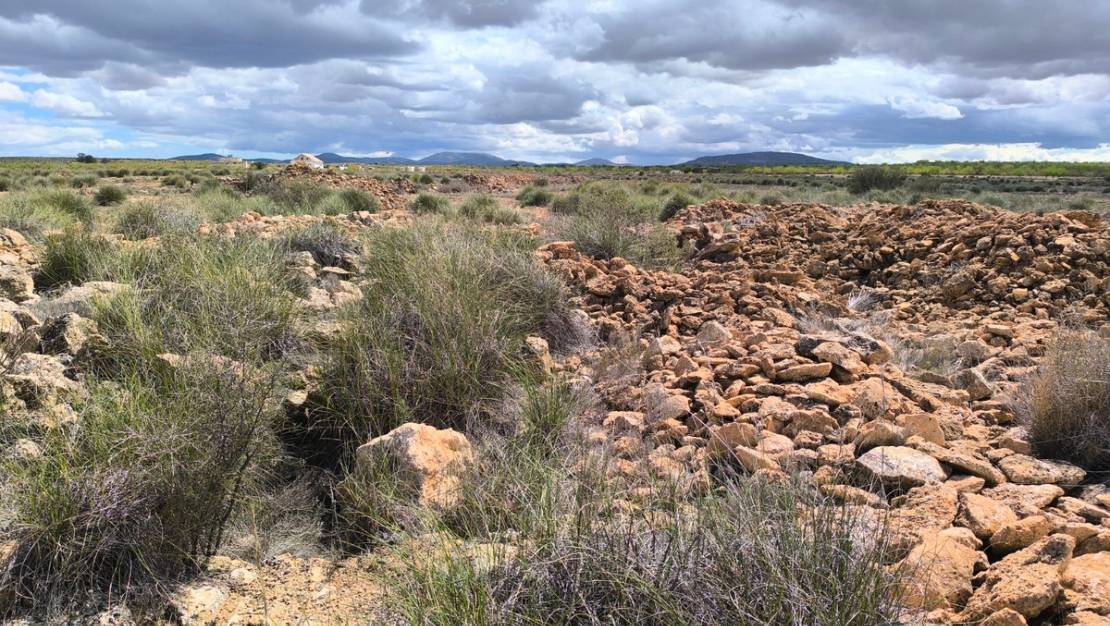 Sale - Land - Pinoso - Pinoso Centro