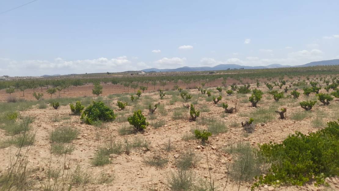 Sale - Land - Pinoso - Pinoso Centro