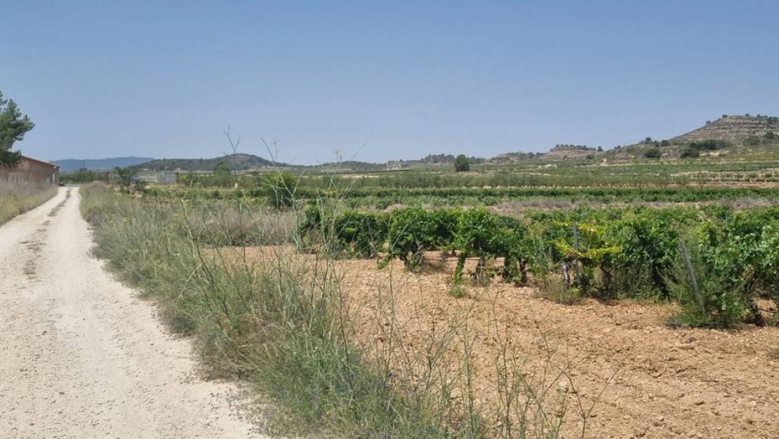 Sale - Land - Pinoso - Pinoso Centro