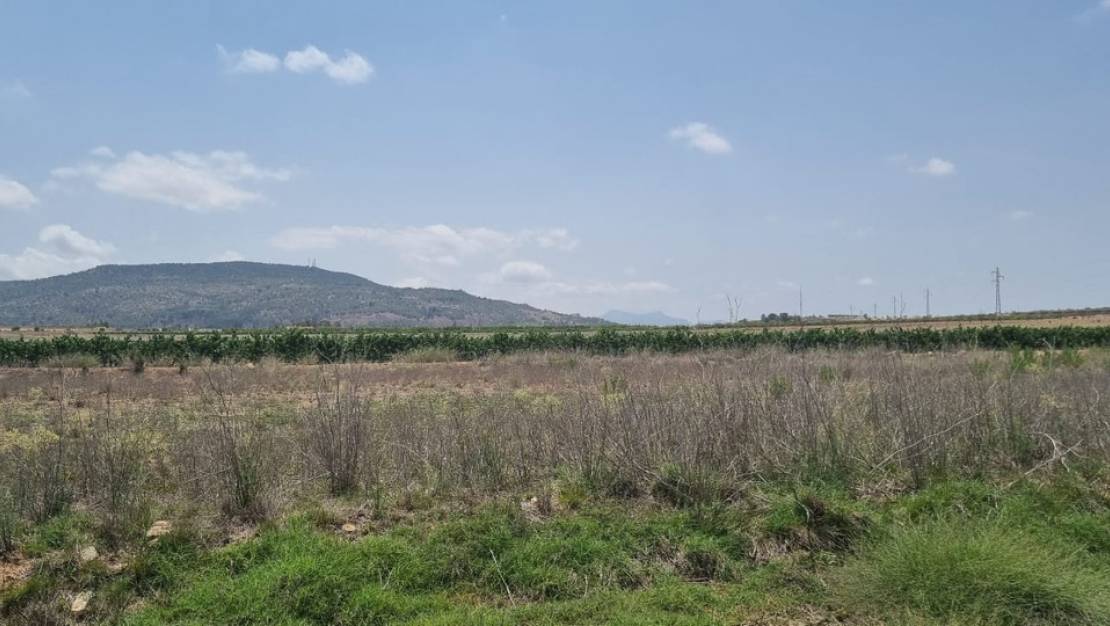 Sale - Land - Pinoso - Pinoso Centro