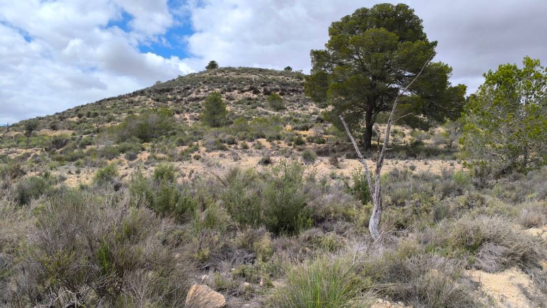 Sale - Land - Pinoso - Pinoso Centro