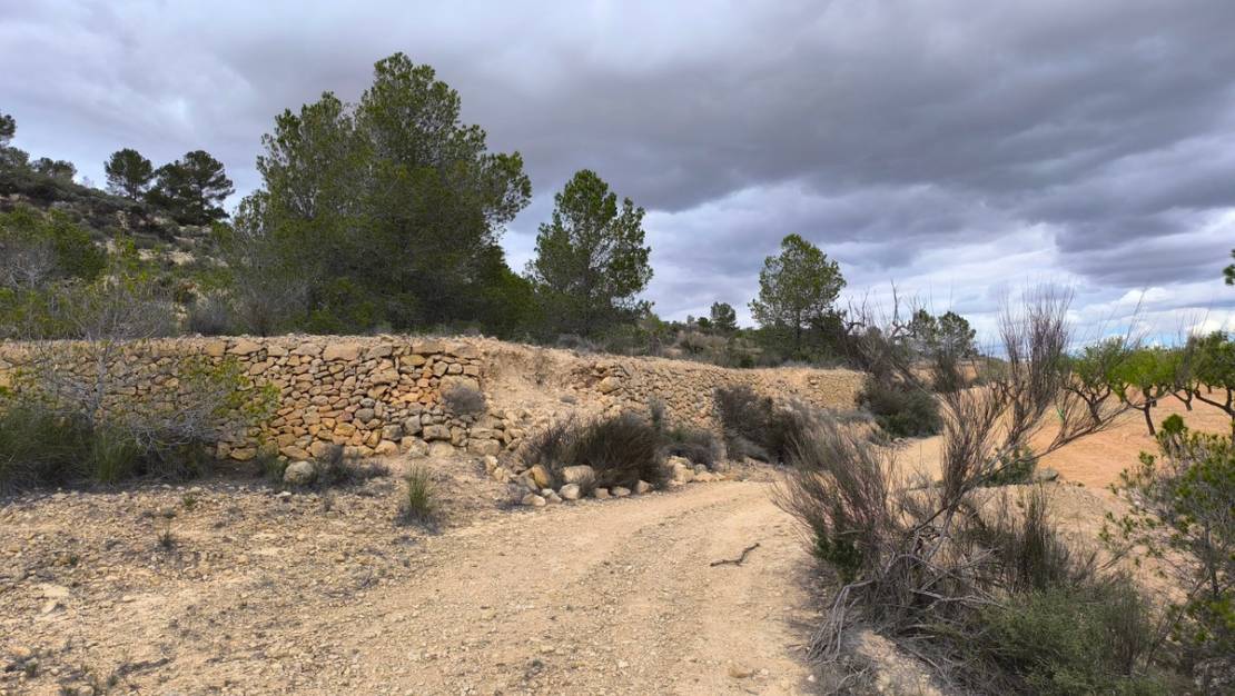 Sale - Land - Pinoso - Pinoso Centro