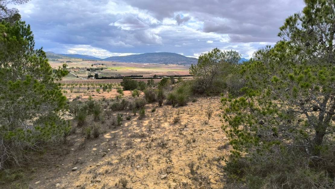 Sale - Land - Pinoso - Pinoso Centro