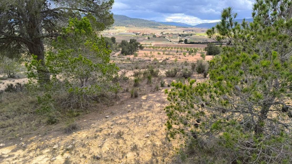 Sale - Land - Pinoso - Pinoso Centro