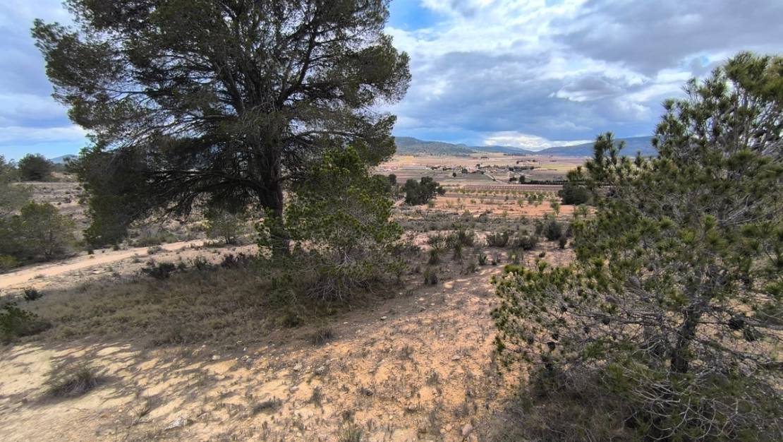 Sale - Land - Pinoso - Pinoso Centro