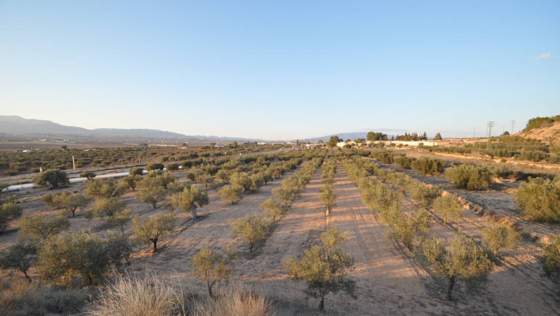 Sale - Land - Pinoso - Pinoso Centro