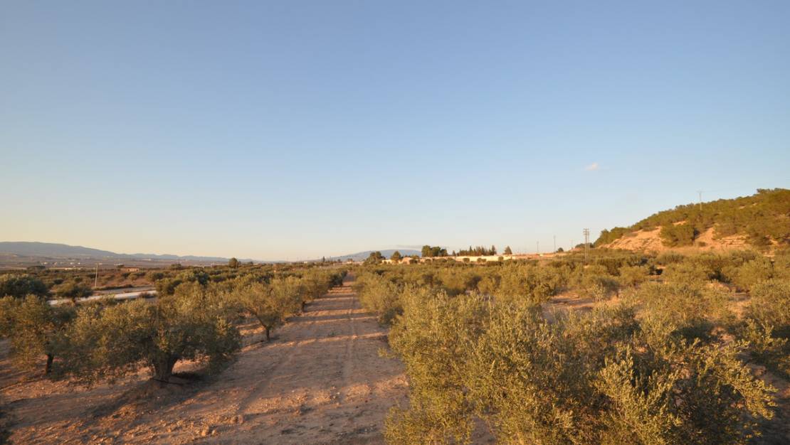 Sale - Land - Pinoso - Pinoso Centro