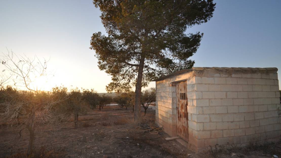 Sale - Land - Pinoso - Pinoso Centro