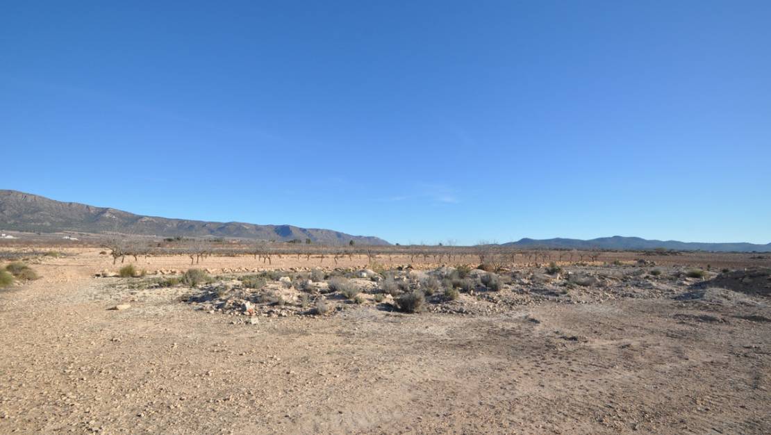 Sale - Land - Pinoso - Pinoso Centro