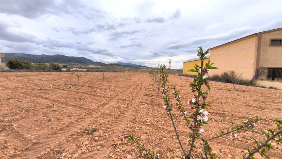 Sale - Land - Pinoso - Pinoso Centro