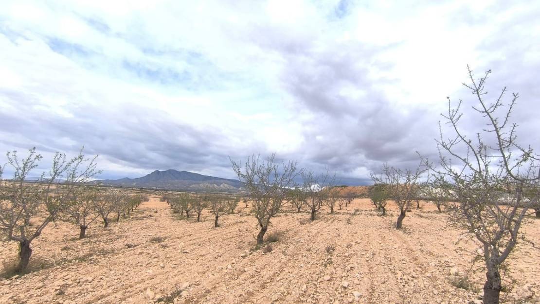 Sale - Land - Pinoso - Pinoso Centro