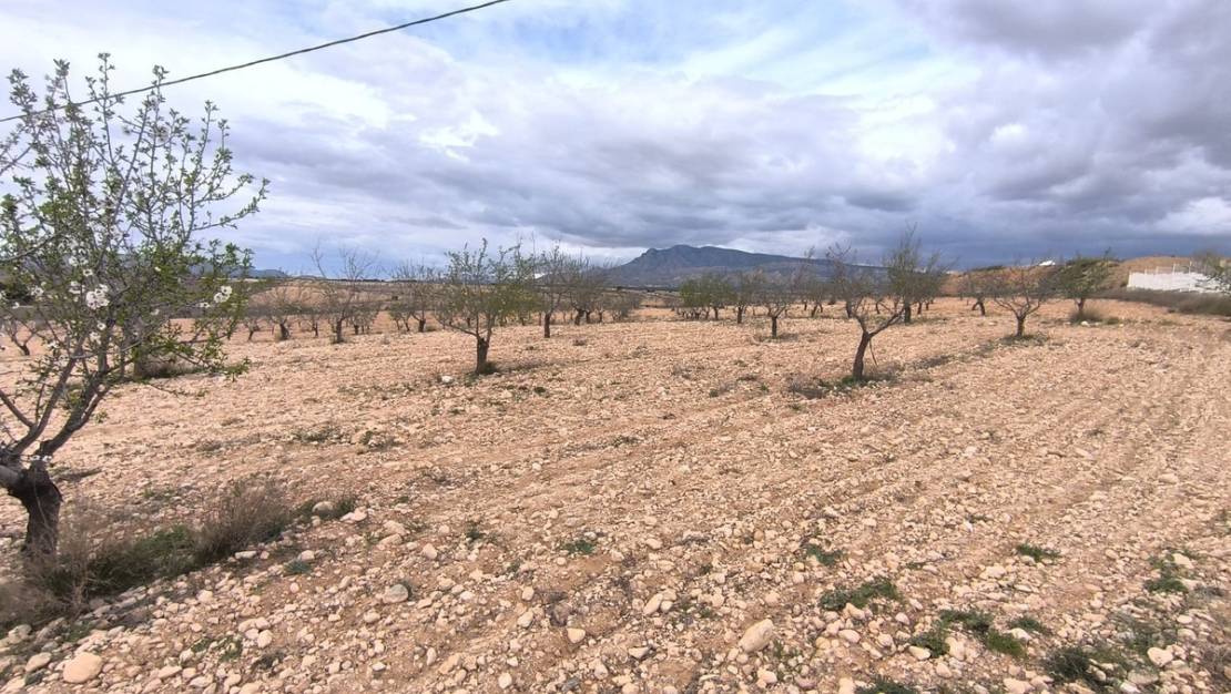 Sale - Land - Pinoso - Pinoso Centro