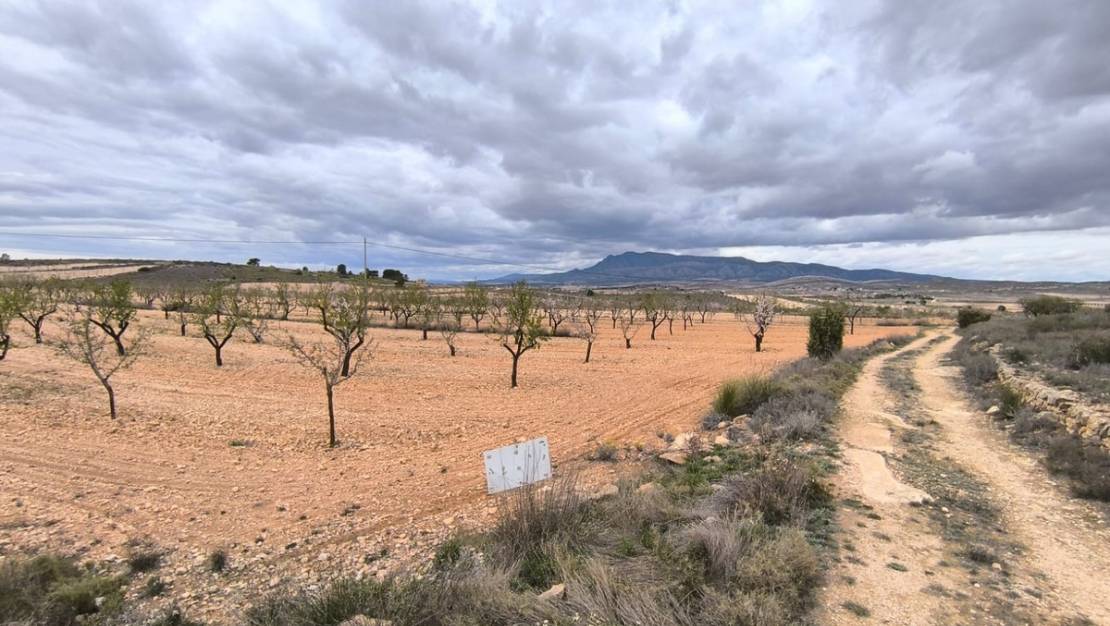 Sale - Land - Pinoso - Pinoso Centro