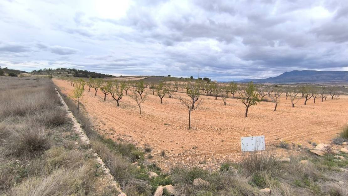 Sale - Land - Pinoso - Pinoso Centro