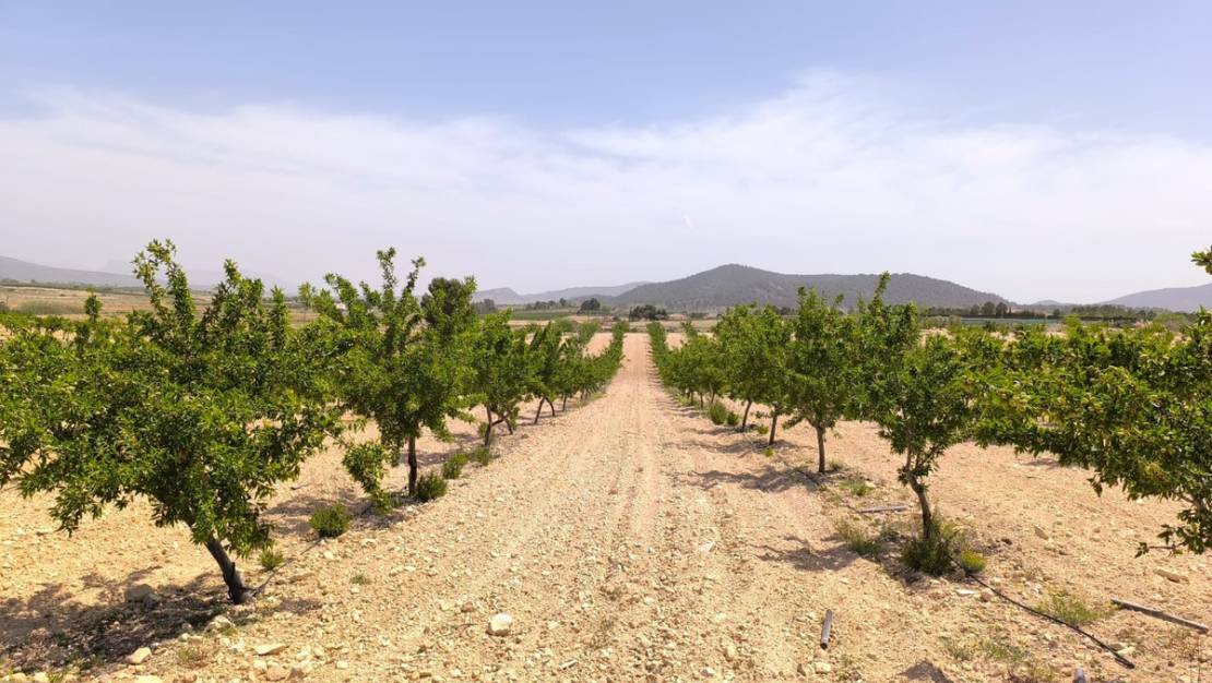 Sale - Land - Pinoso - Pinoso Centro