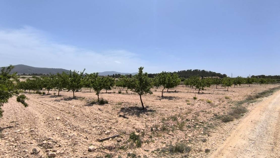 Sale - Land - Pinoso - Pinoso Centro