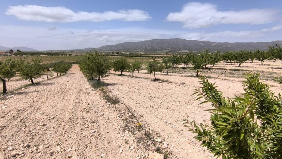 Sale - Land - Pinoso - Pinoso Centro